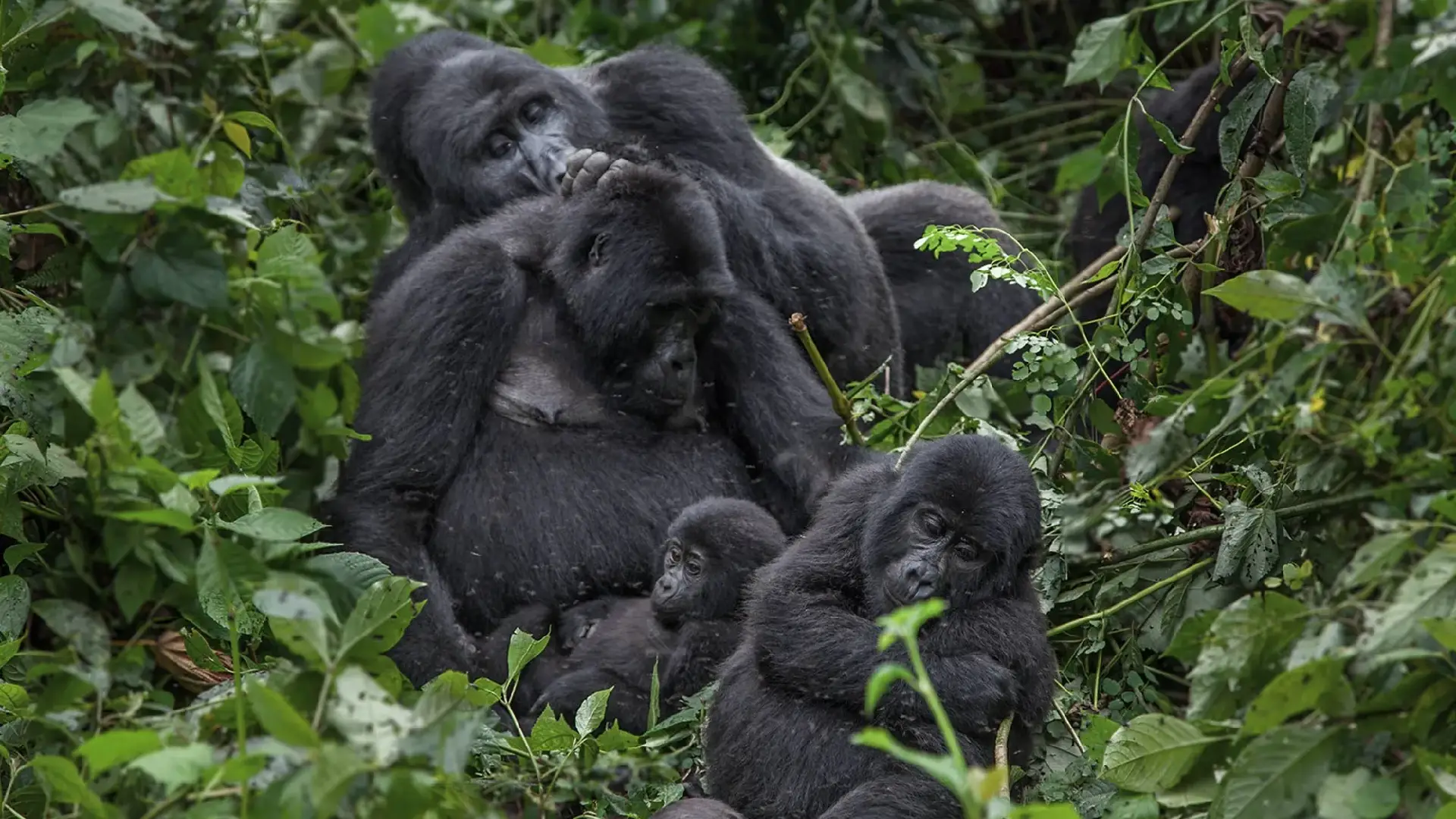 Gorilla Kisoro trek