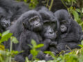 Gorilla Kisoro