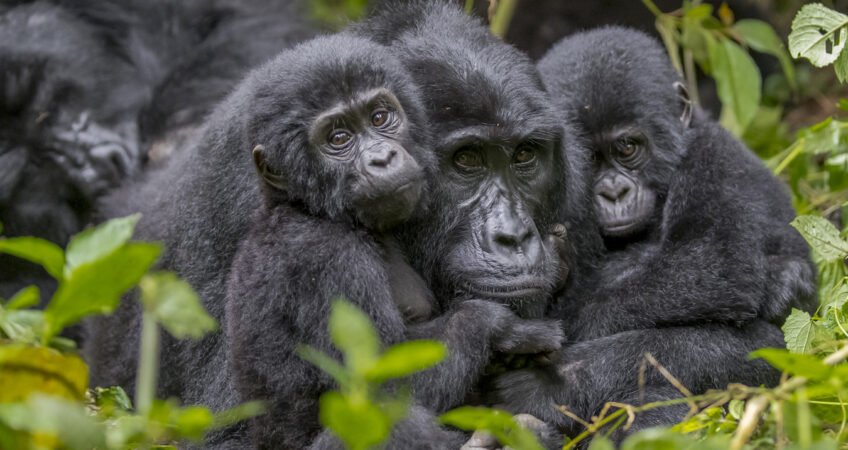 Gorilla Kisoro