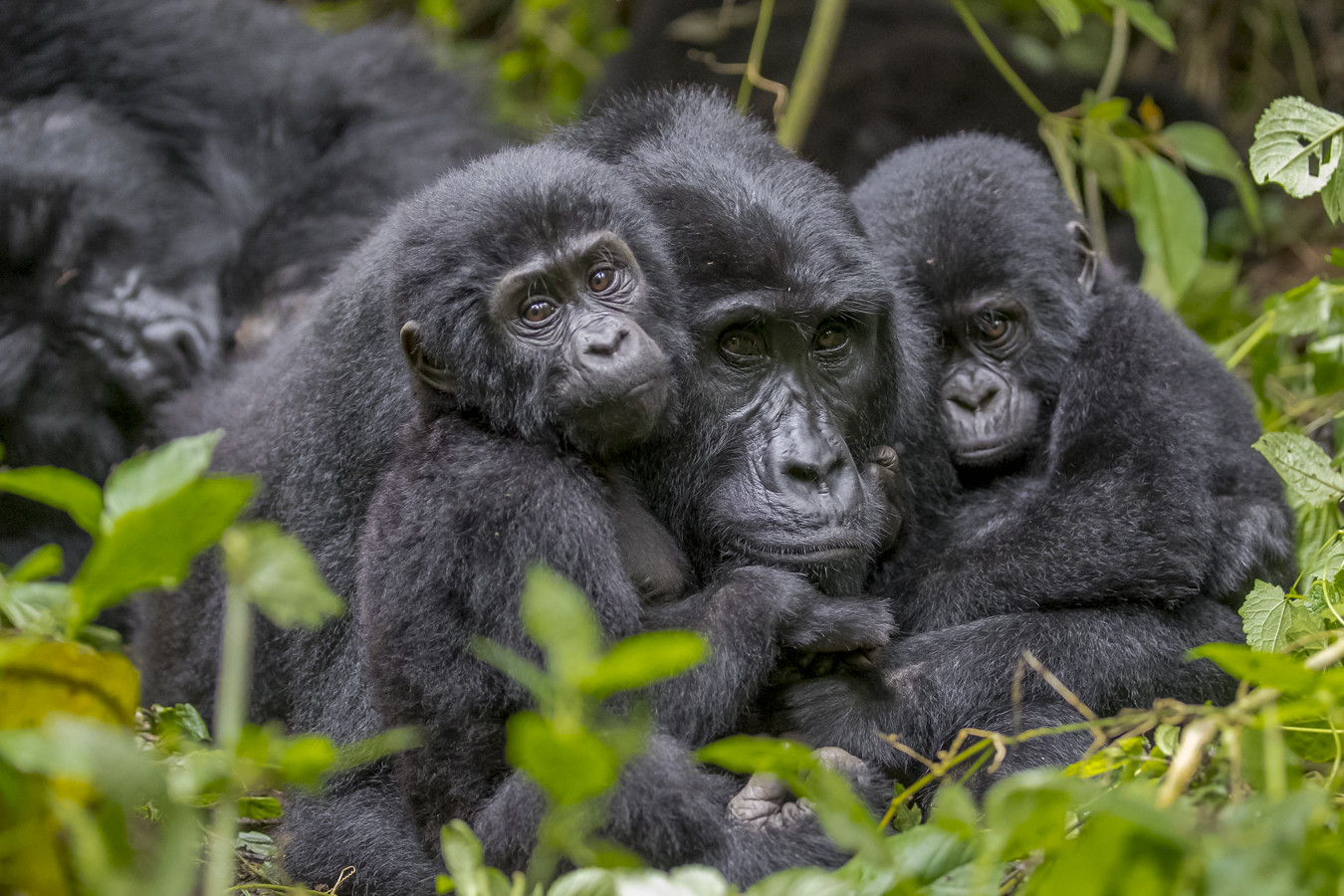 Gorilla Kisoro 