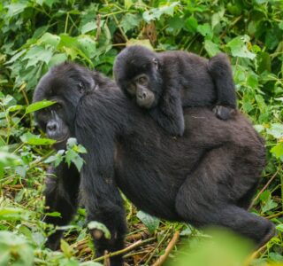 Gorilla Trekking from Kisoro