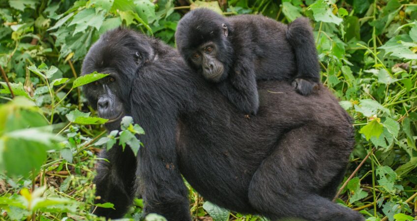 Gorilla Trekking from Kisoro