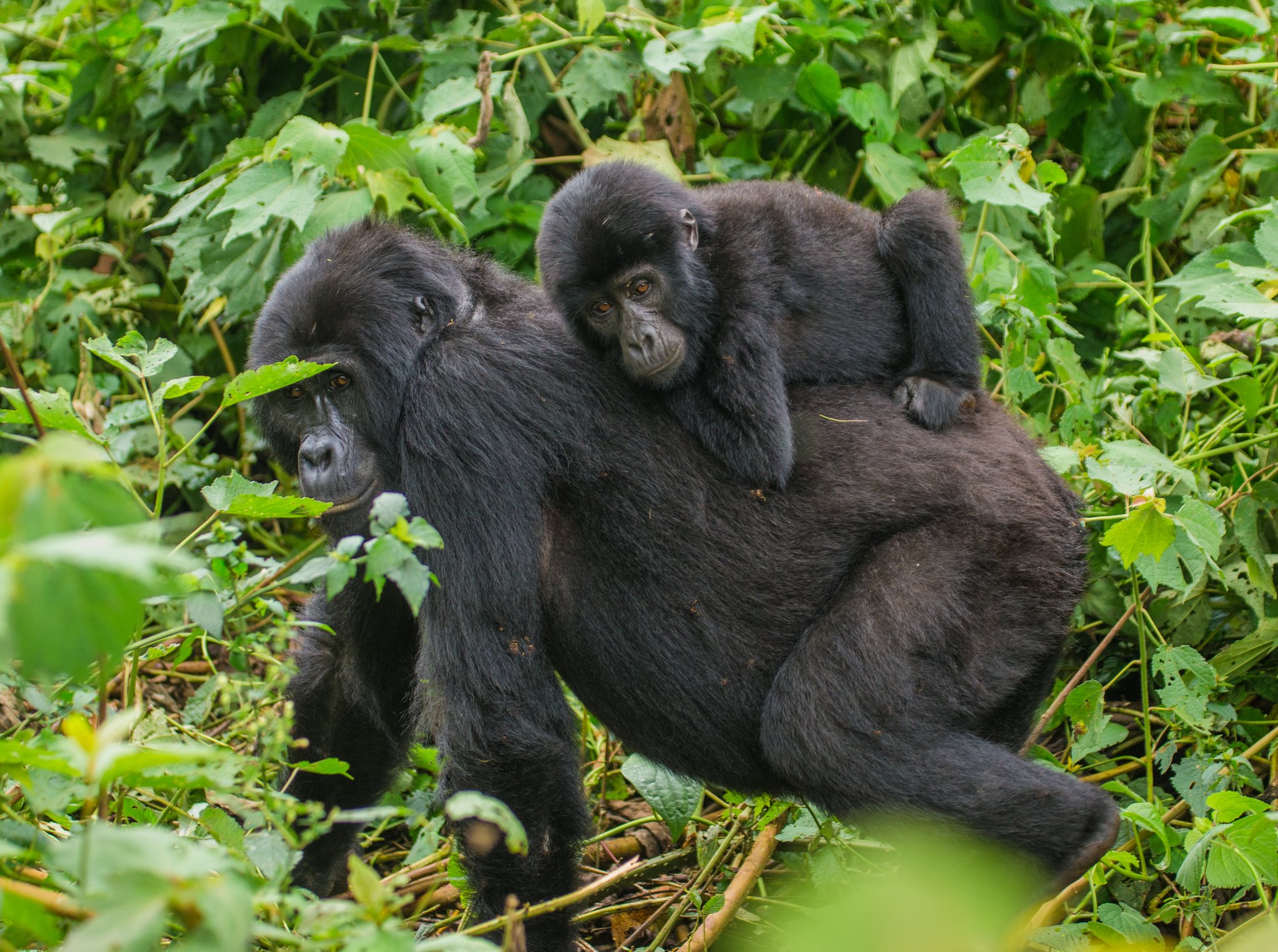 Gorilla Trekking from Kisoro 