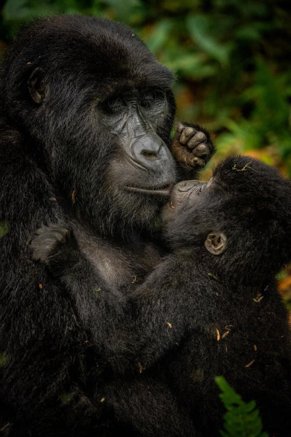 Visit Kisoro Gorillas