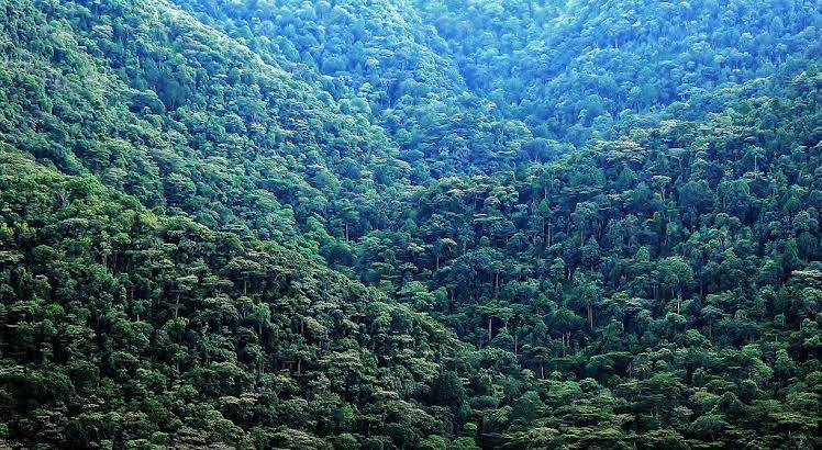 Bwindi forest Kisoro